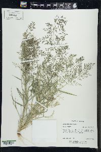 Eragrostis minor image